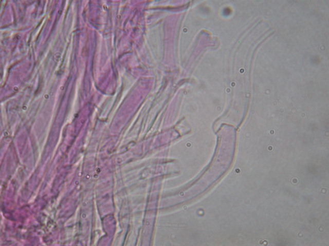 Clitocybe odora var.alba ..... in Abruzzo